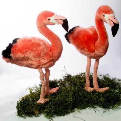 flamingo animales