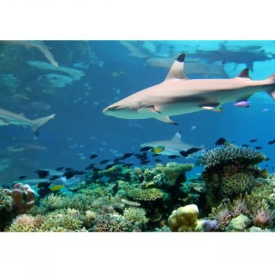 Backing backdrop tiburones
